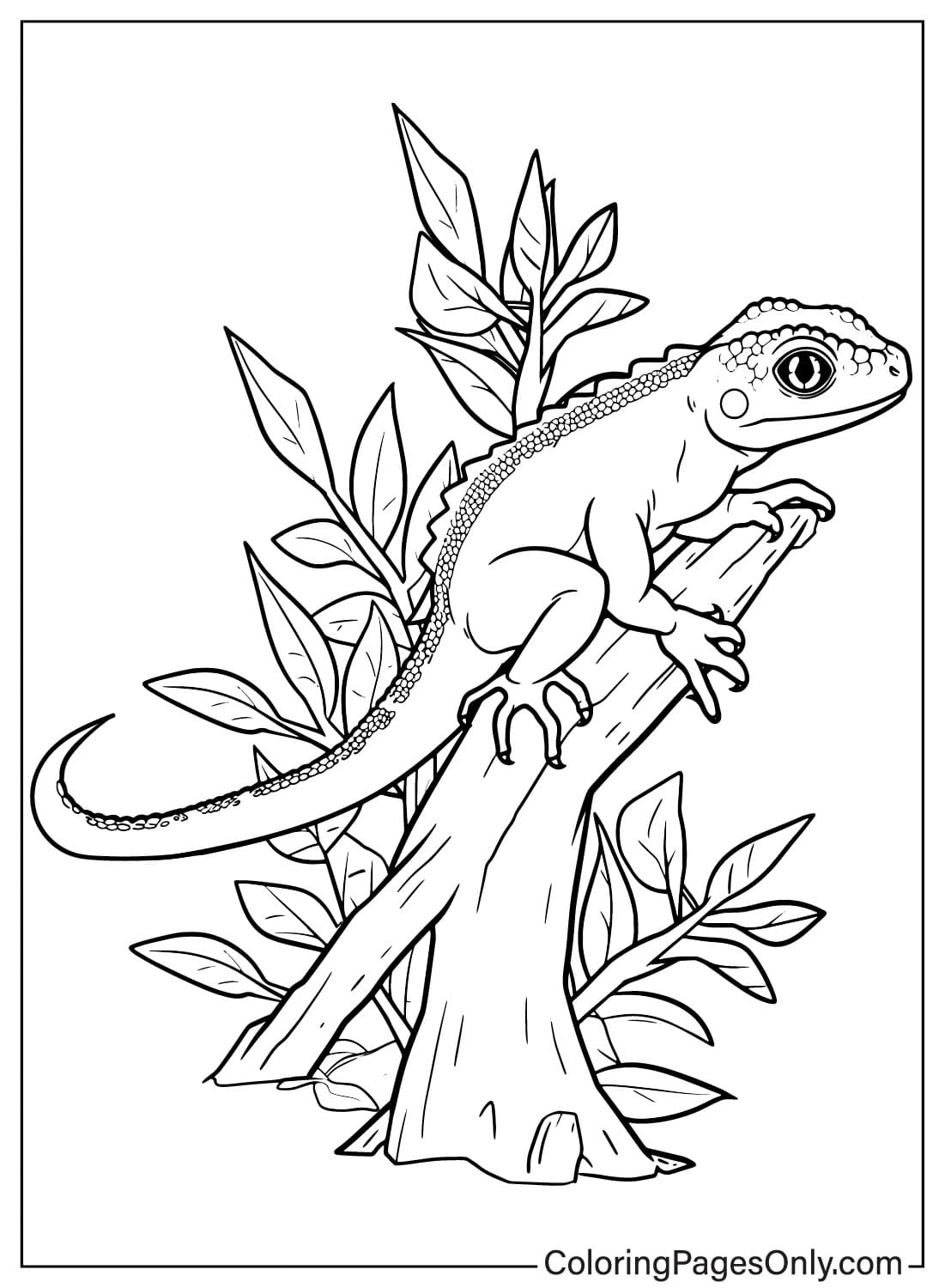 Coloring pages only on x ð free printable lizard coloring sheets ð httpstcoinmrbzuaqz lizard animals reptiles coloringpagesonly coloringpages coloringbook art fanart sketch drawing draw coloring usa trend trending trendingnow