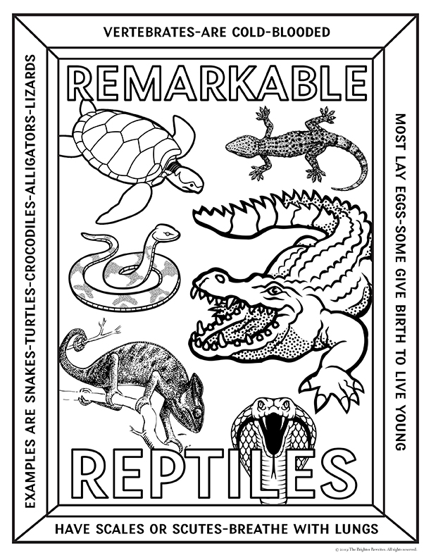 Vertebrates and invertebrates coloring pages made by teachers