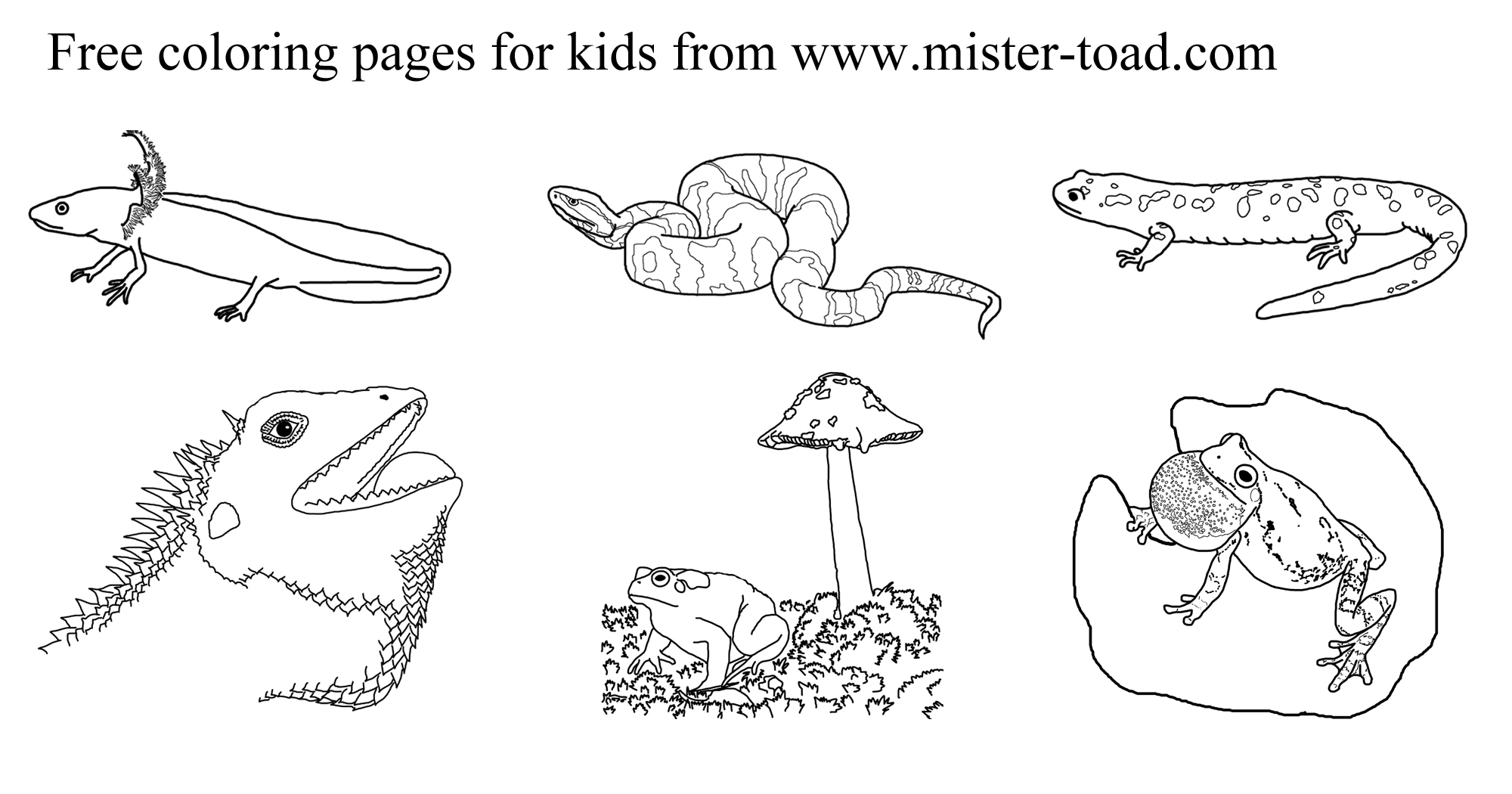 Amphibian and reptile coloring pages