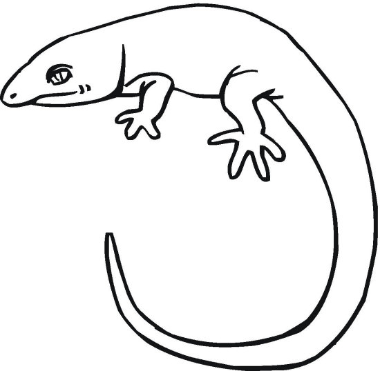 Reptile coloring pages