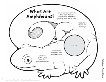 Reptiles and amphibians printable worksheets coloring pages activities for kids