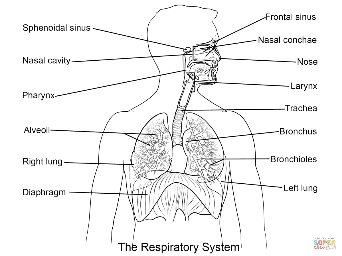 Respiratory system coloring page free printable coloring pages