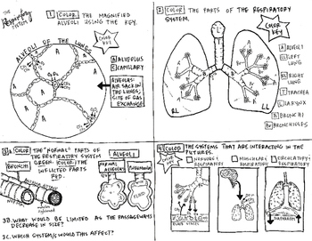 The respiratory system body system coloring sheet tpt