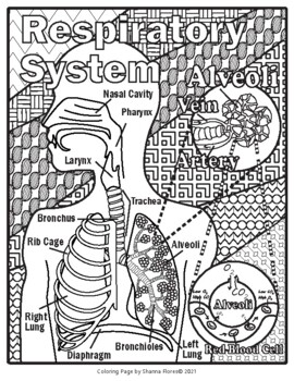 Biology lung diagram organs respiratory system zen coloring page