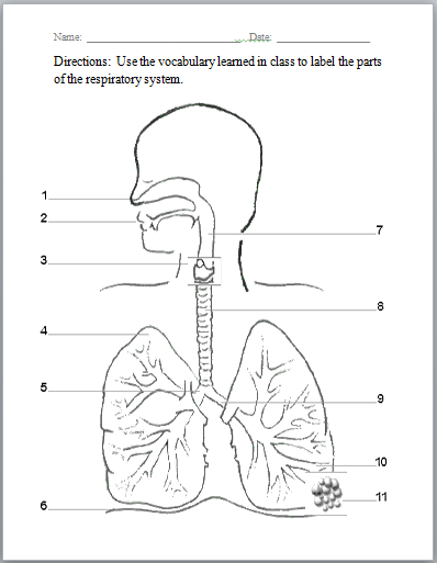 Respiratory system human body