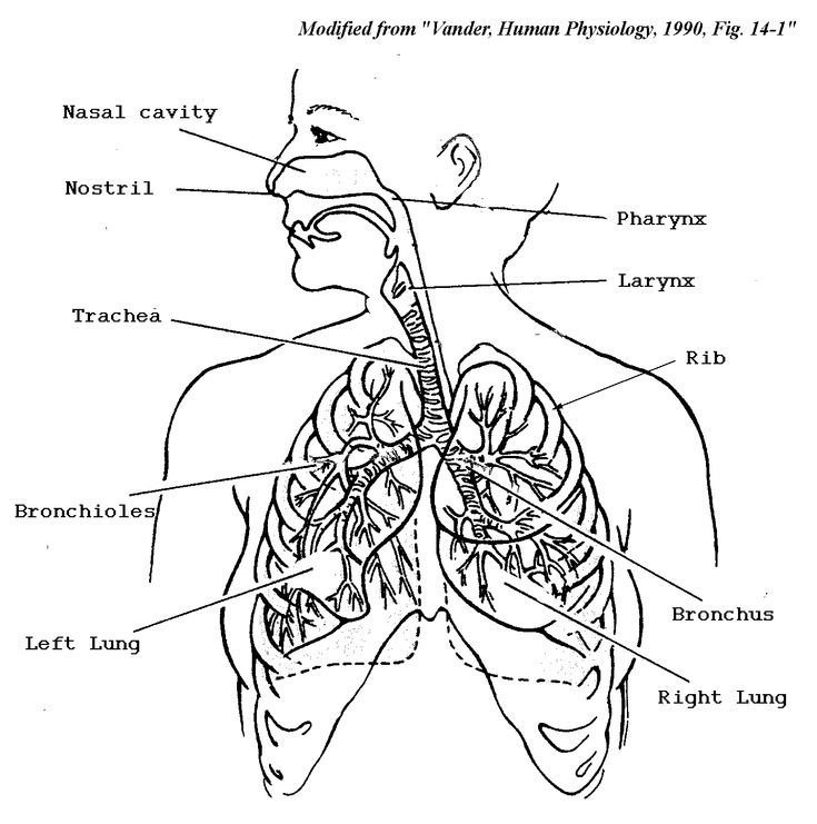 Respiratory system coloring page anatomy coloring book human body systems coloring pages