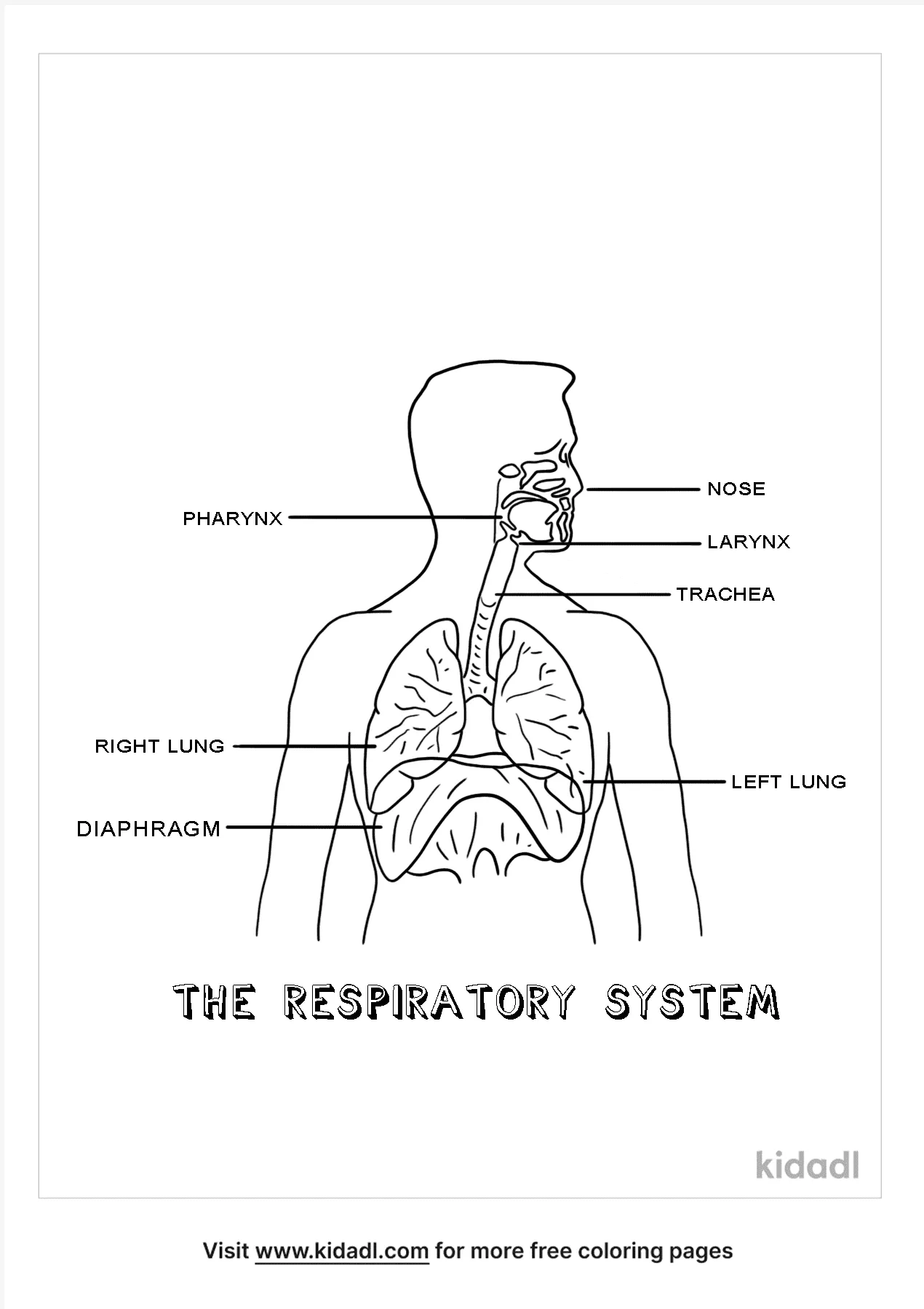 Free respiratory system coloring page coloring page printables