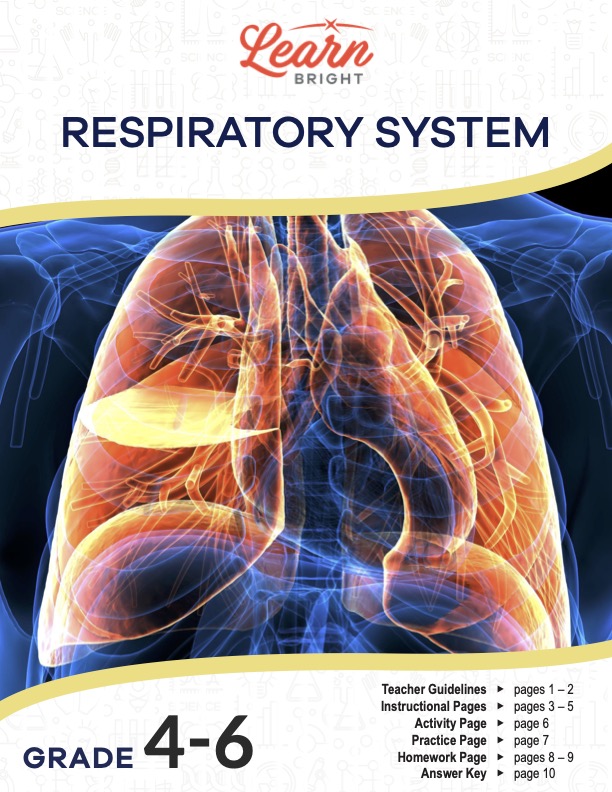 Respiratory system free pdf download