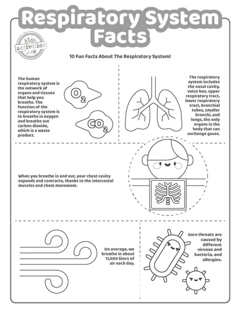 Super cool facts about the respiratory system for kids who love learning kids activities blog