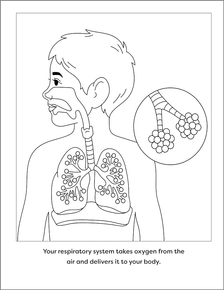 Human anatomy coloring book with facts coloring activities with facts about the human body rockridge press ni christy books