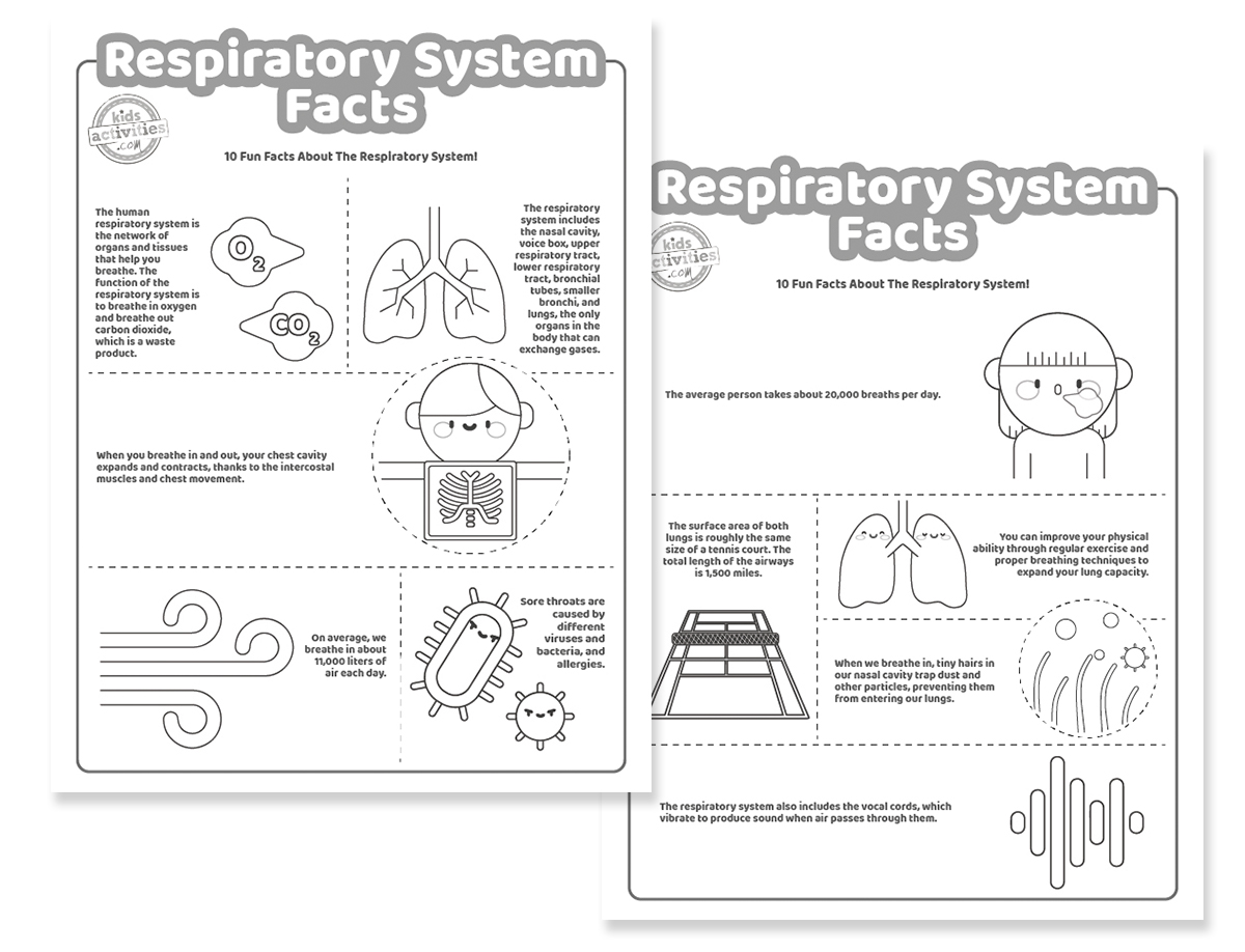 Super cool facts about the respiratory system for kids who love learning kids activities blog