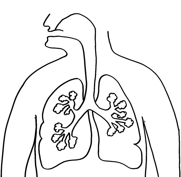 Free respiratory system coloring page download free respiratory system coloring page png images free cliparts on clipart library