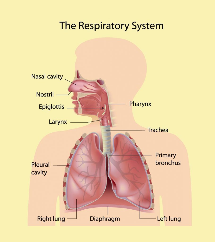 Fun and interesting respiratory system facts for kids