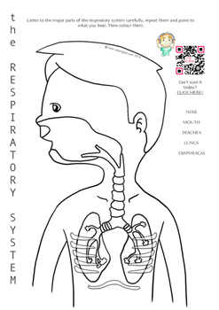 Respiratory system colouring page including a free audio recording