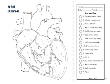 Cardiovascular respiratory system coloring by the science connection