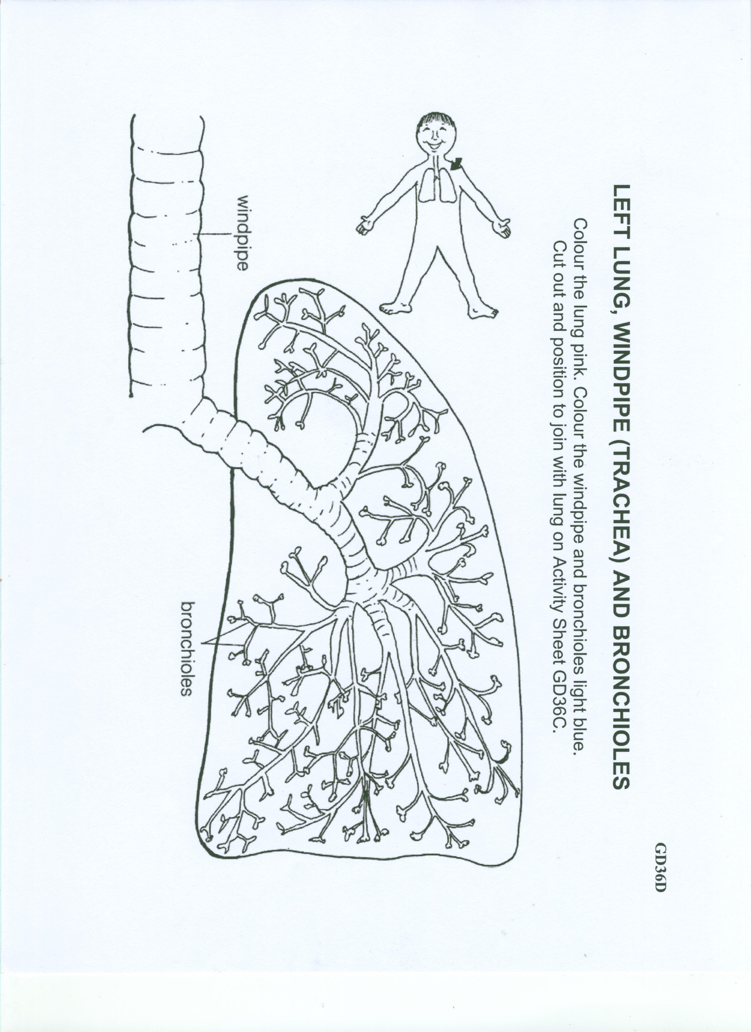 Respiratory system â ell â pitol hill