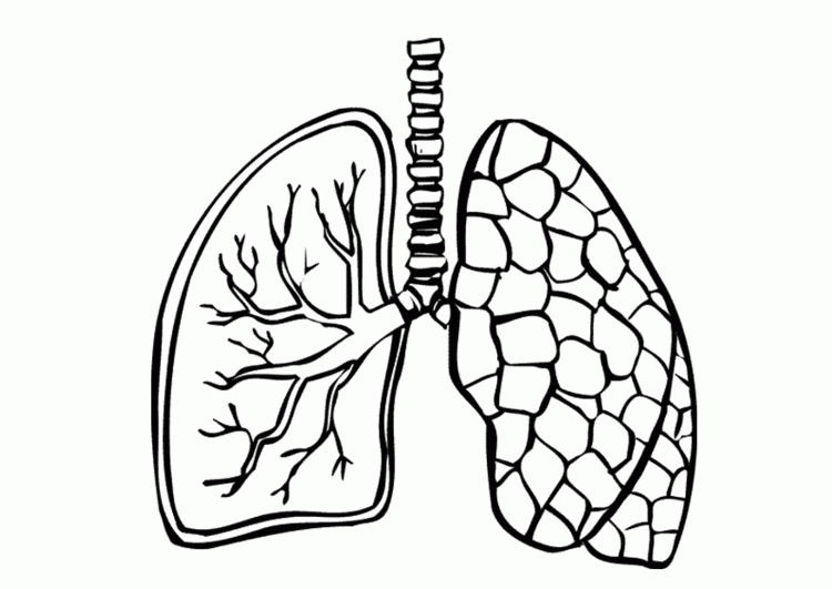 Free respiratory system coloring page download free respiratory system coloring page png images free cliparts on clipart library