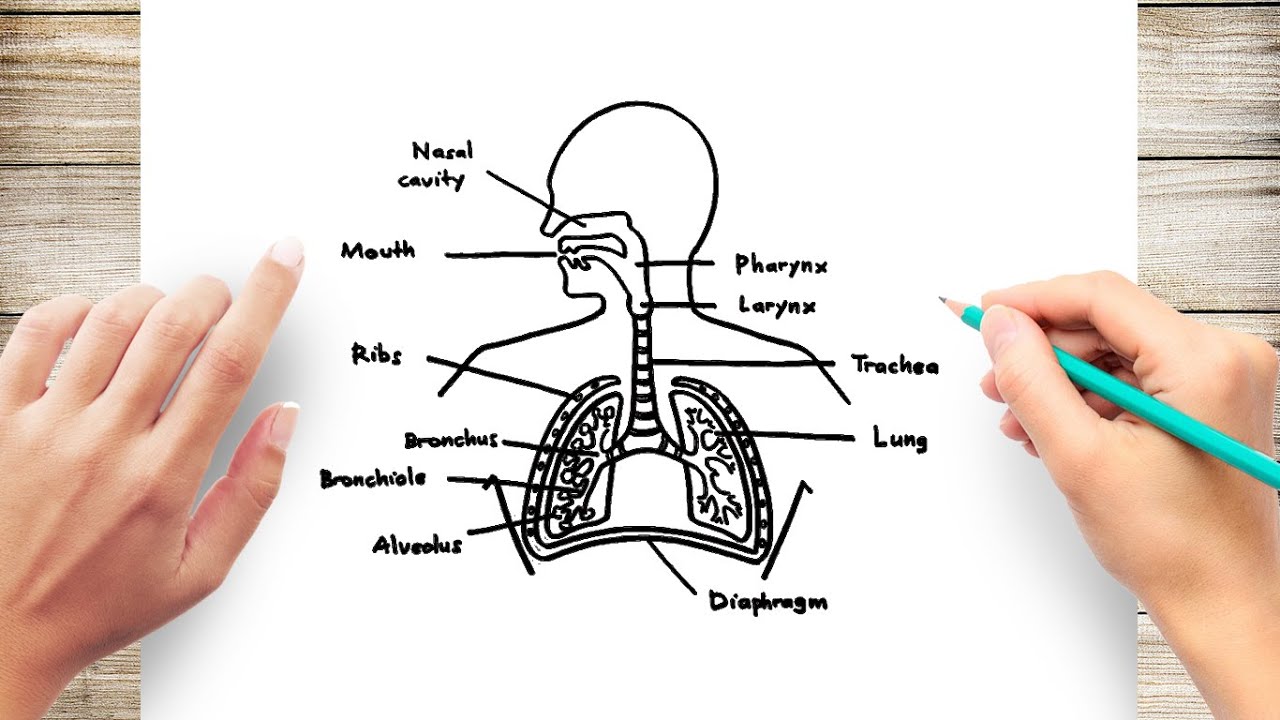 How to draw huan respiratory syste diagra