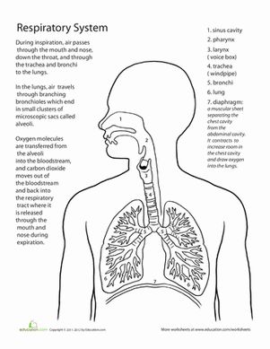 The respiratory system worksheet education respiratory system life science middle school respiratory