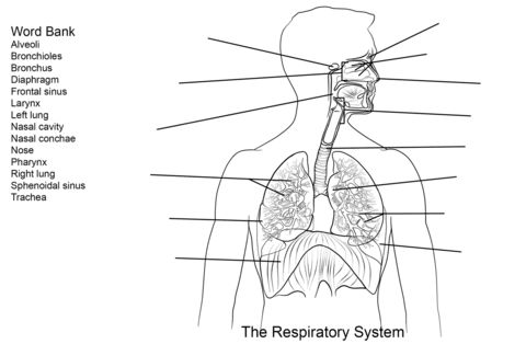 Respiratory system worksheet coloring page free printable coloring pages respiratory system digestive system for kids coloring pages