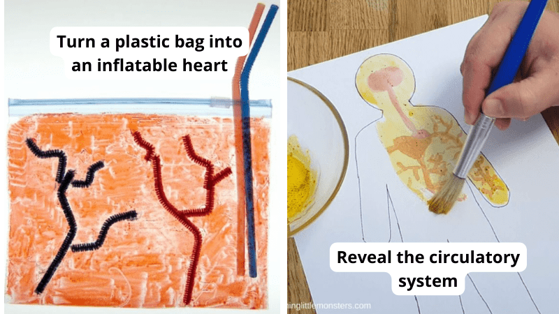 Best circulatory system activities for kids