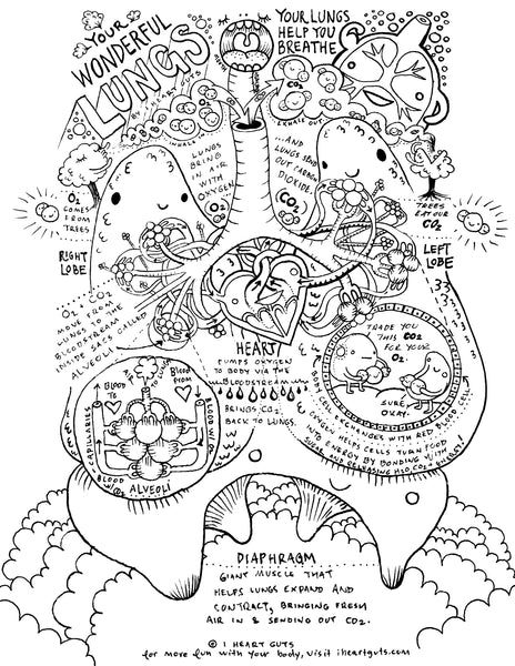 Respiratory system coloring page anatomy coloring book color worksheets coloring pages