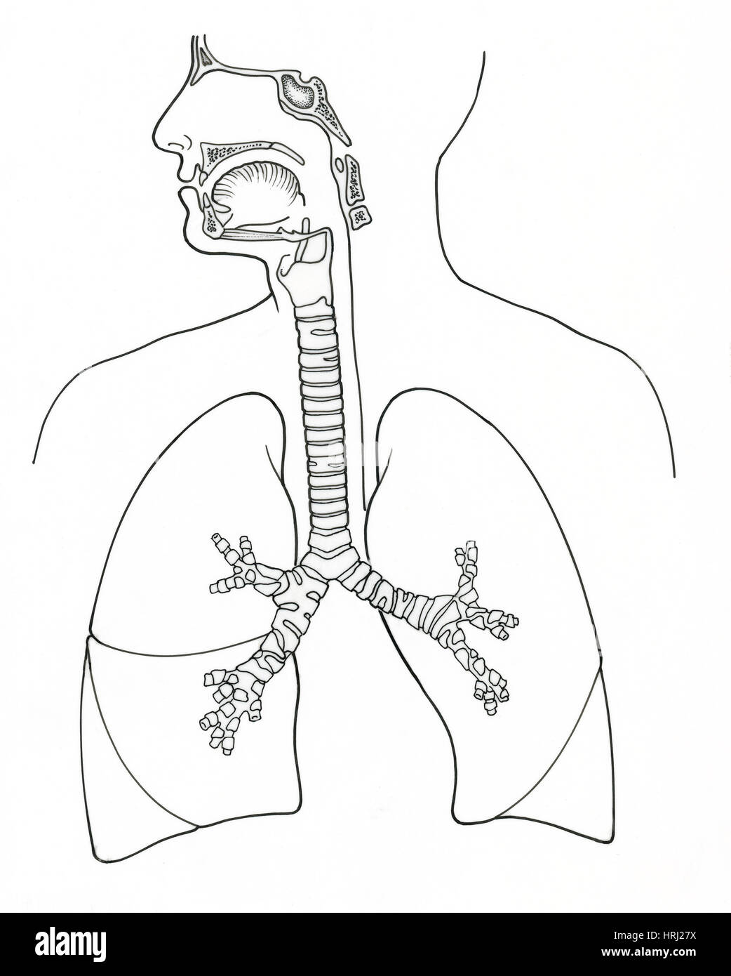 Respiratory system drawing cut out stock images pictures