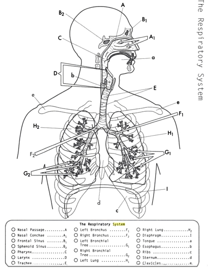 Anatomy the respiratory system anatomy coloring book respiratory system anatomy and physiology