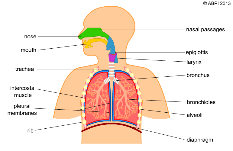 The breathing system