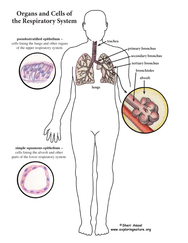 Respiratory system color diagram mini