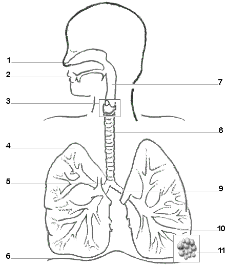 Respiratory system diagram