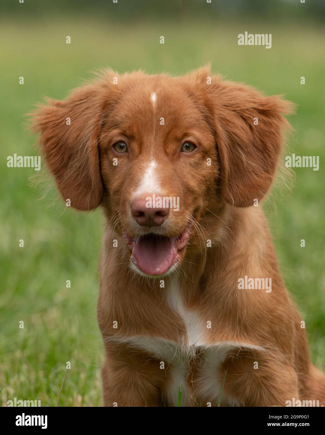 Nova scotia duck tolling retriever puppy fotografãas e imãgen de alta roluciãn