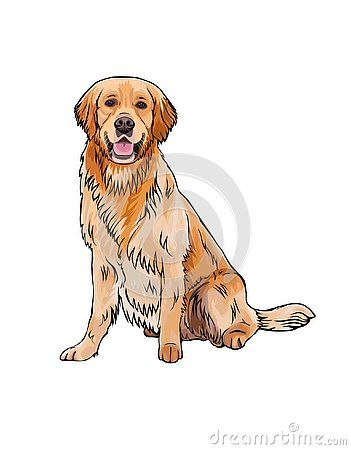 Vector ctoon sketch drawing of the whole body of a smiling yellow dog breed gâ golden retriever illustration golden retriever drawing golden retriever ctoon