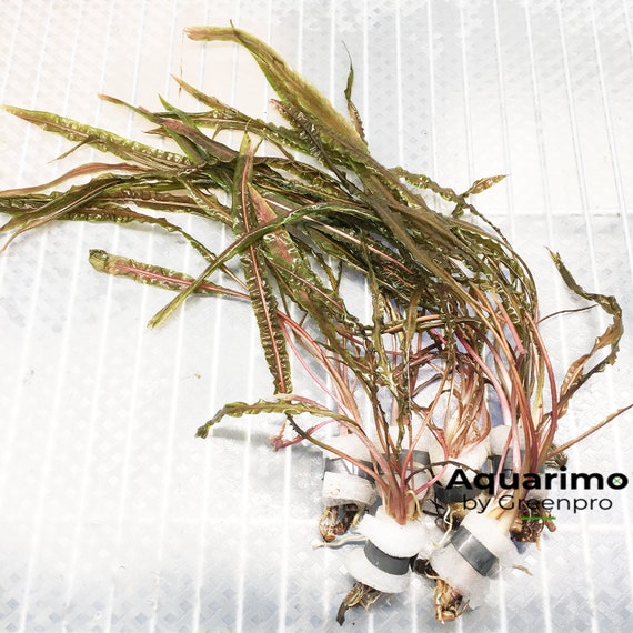 Cryptocoryne retrospiralis bundle pack tropical aquarium live brown tall plant