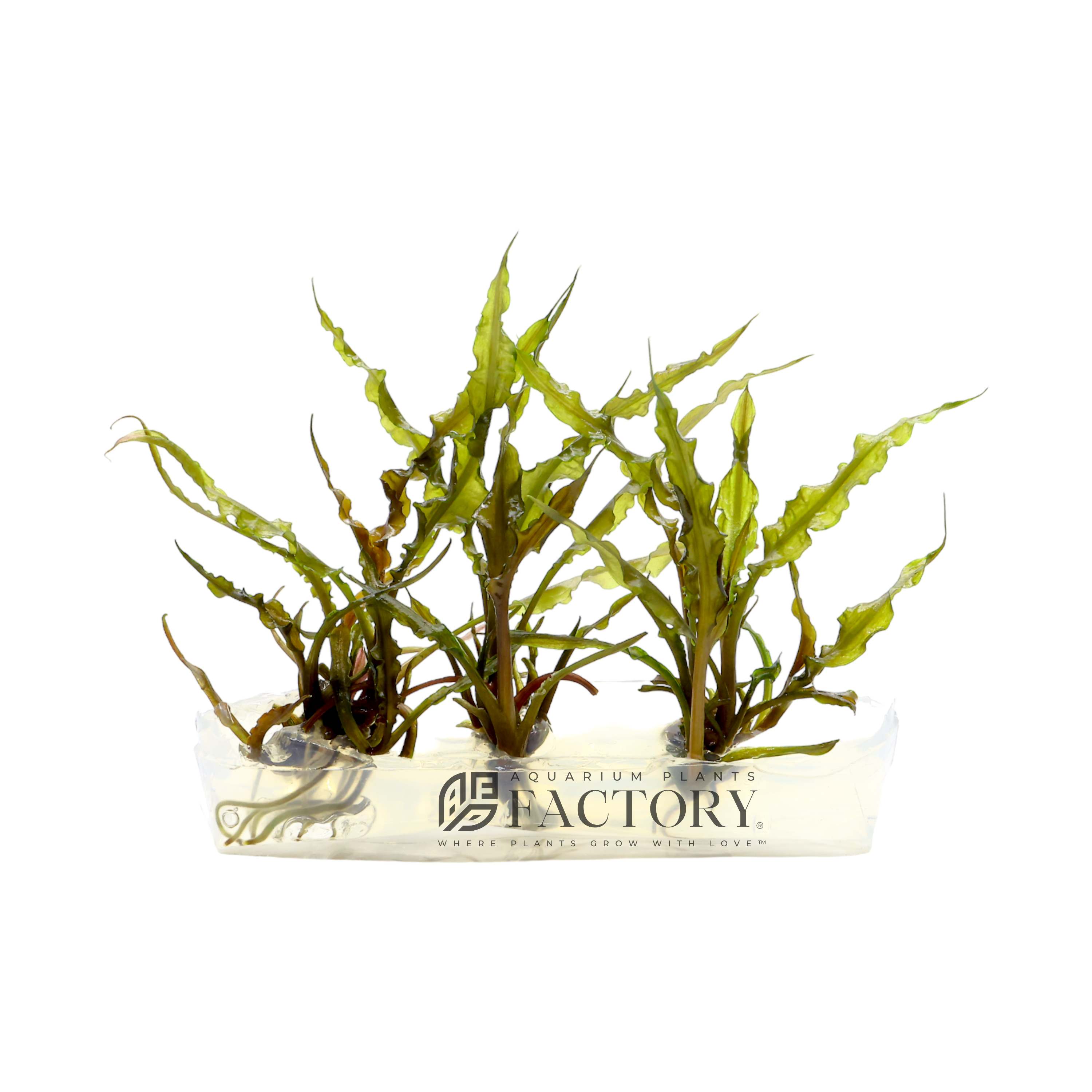 Cryptocoryne retrospiralis tissue culture aquarium plants factory