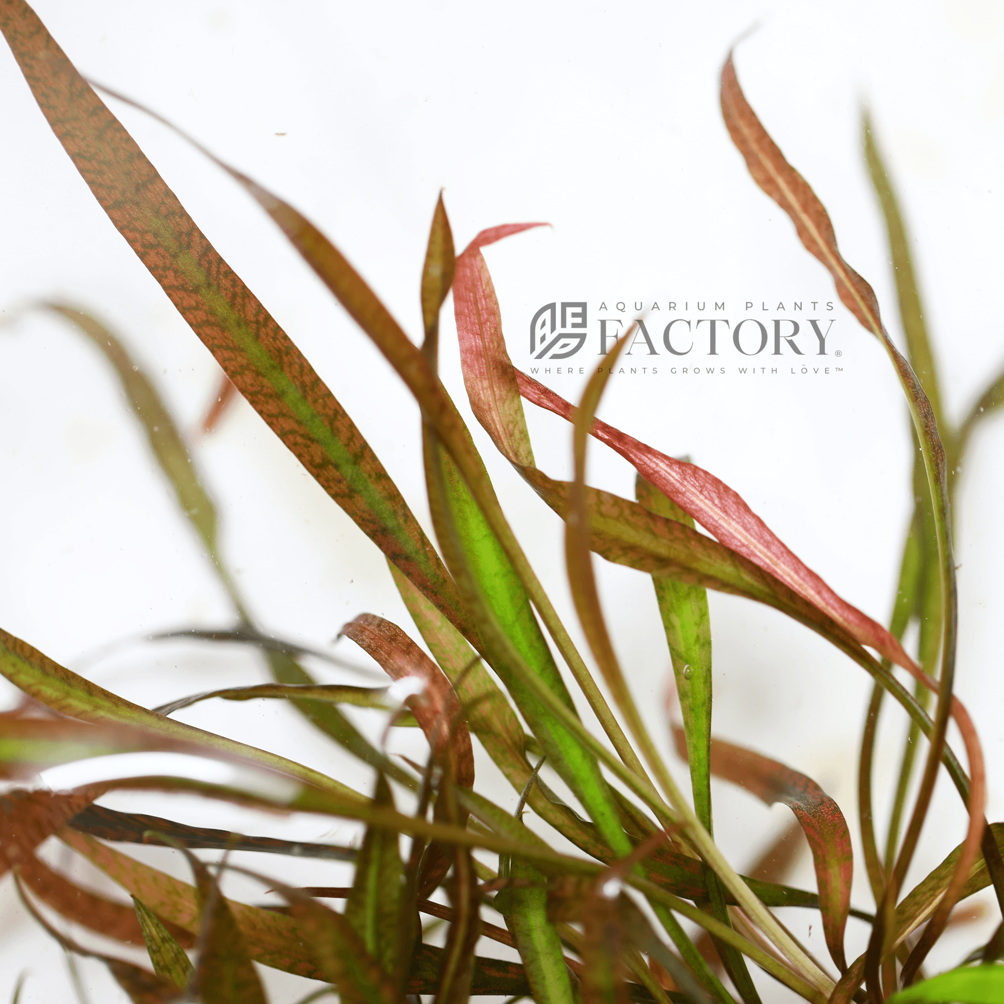 Cryptocoryne spiralis tiger apf aquarium plants factory