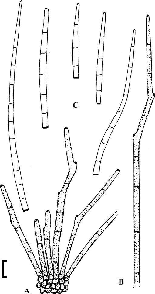 Cercosporoid fungi mycosphaerellaceae species on monocots acoraceae to xyridaceae excluding poaceae ima fungus full text