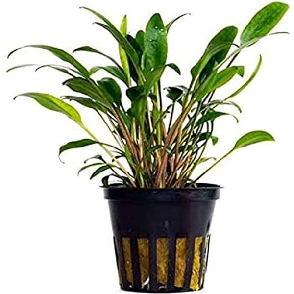 Cryptocoryne retrospiralis rooted bundle freshwater live aquarium plants decoration pet supplies