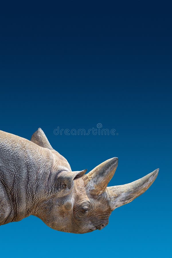 Cover page with portrait of huge african rhino with a big horn at blue gradient background aka blue sky in africa with copy space stock image