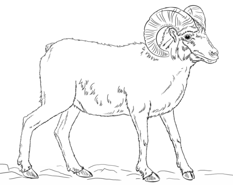 Desert bighorn sheep coloring page free printable coloring pages