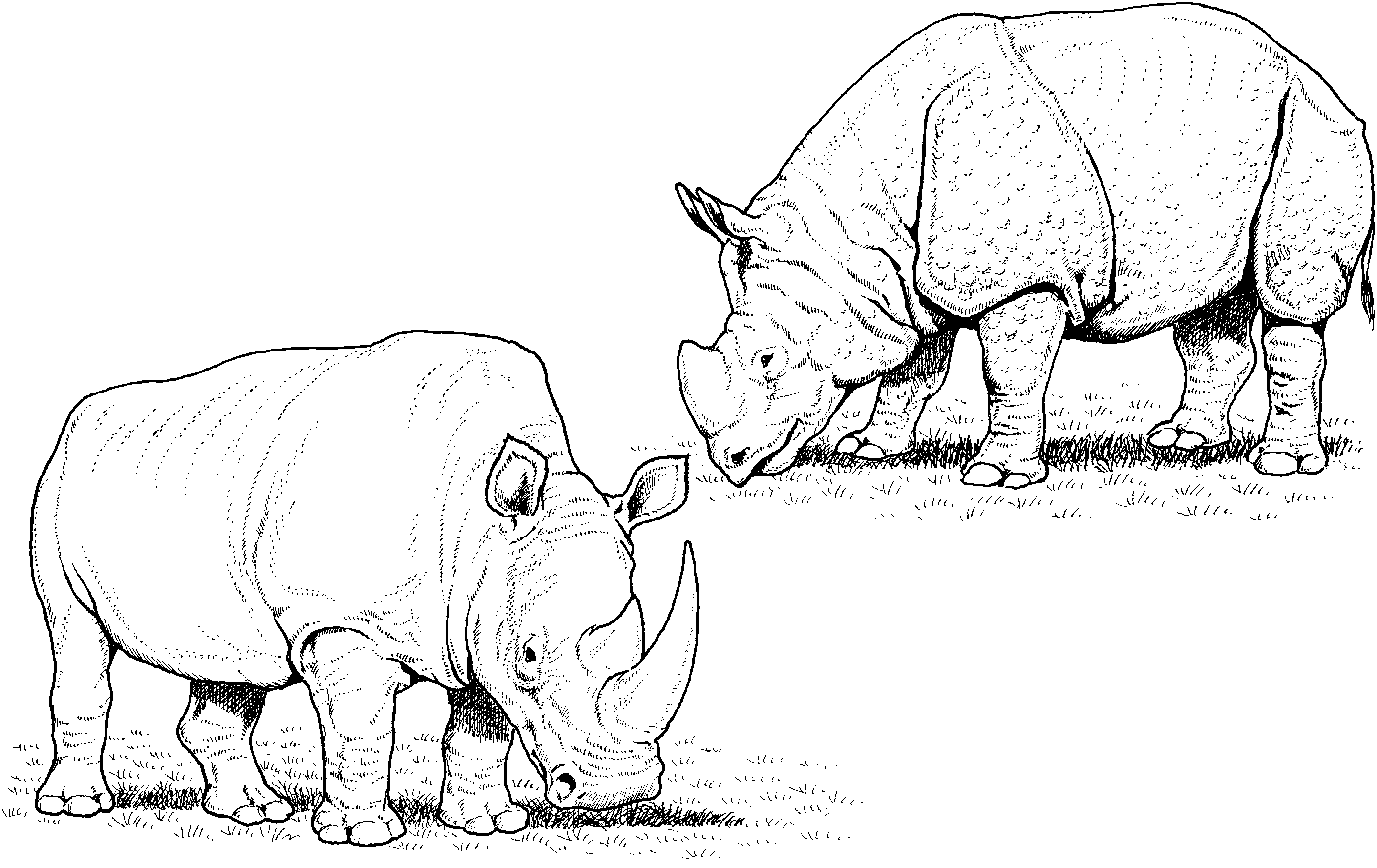 Free rhino coloring pages