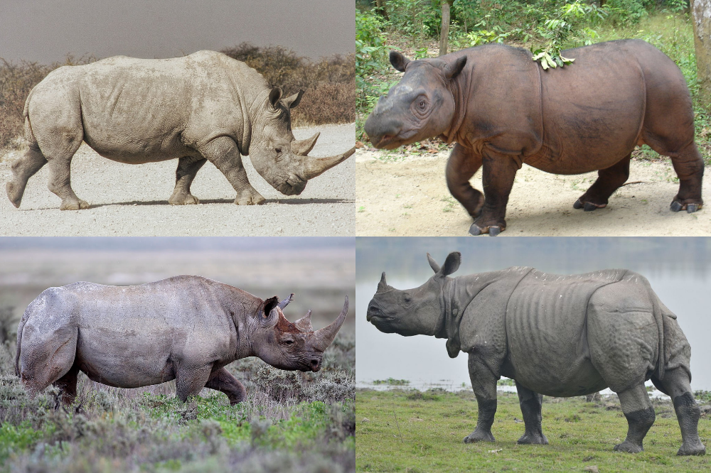 Rhinoceros