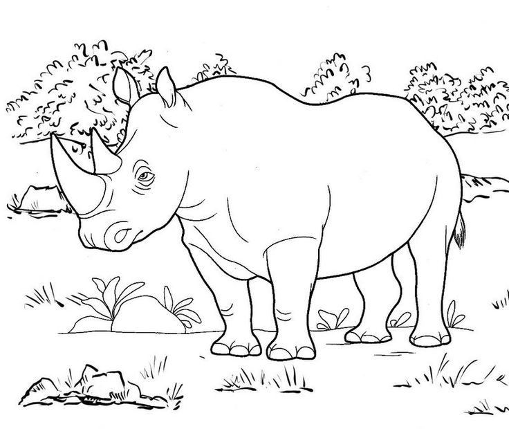Rhino animal wildlife animal coloring pages coloring pages forest coloring pages