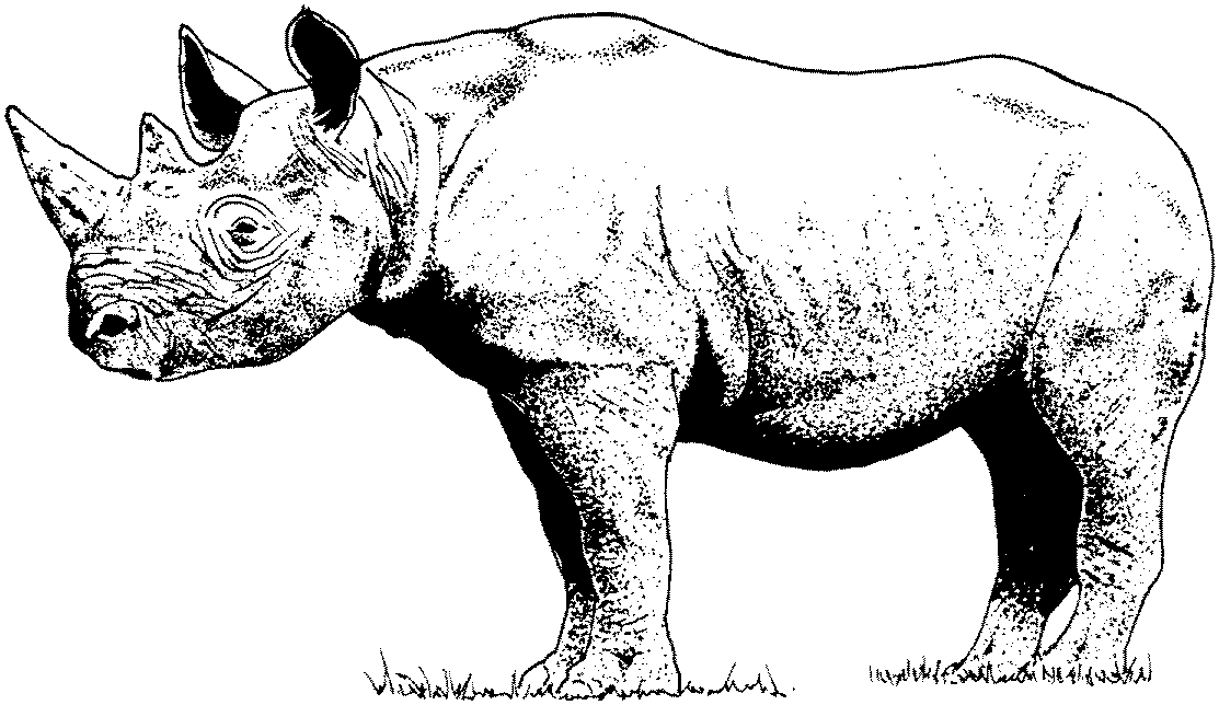 Free rhino coloring pages