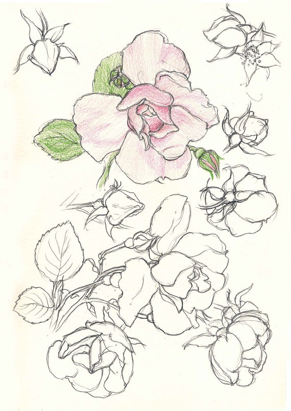 Acanthus hypericum lavatera phlomis lanata phygelius capensis rhipsalidopsis roses to print out