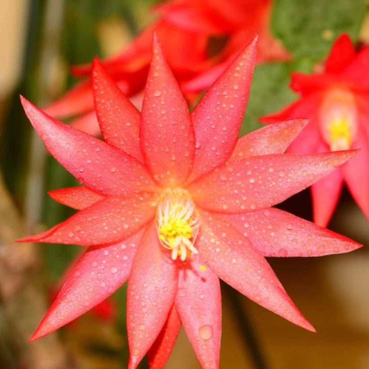 Easter cactus