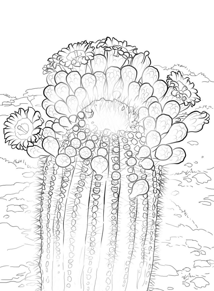 Coloriage cactus rhipsalidopsis rosea