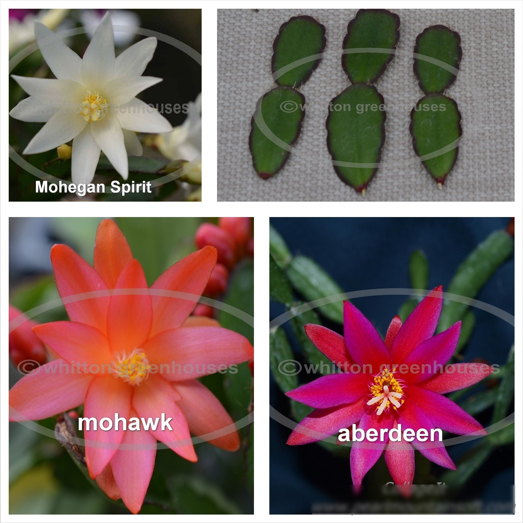 Easter cactus cuttings choose from named varieties