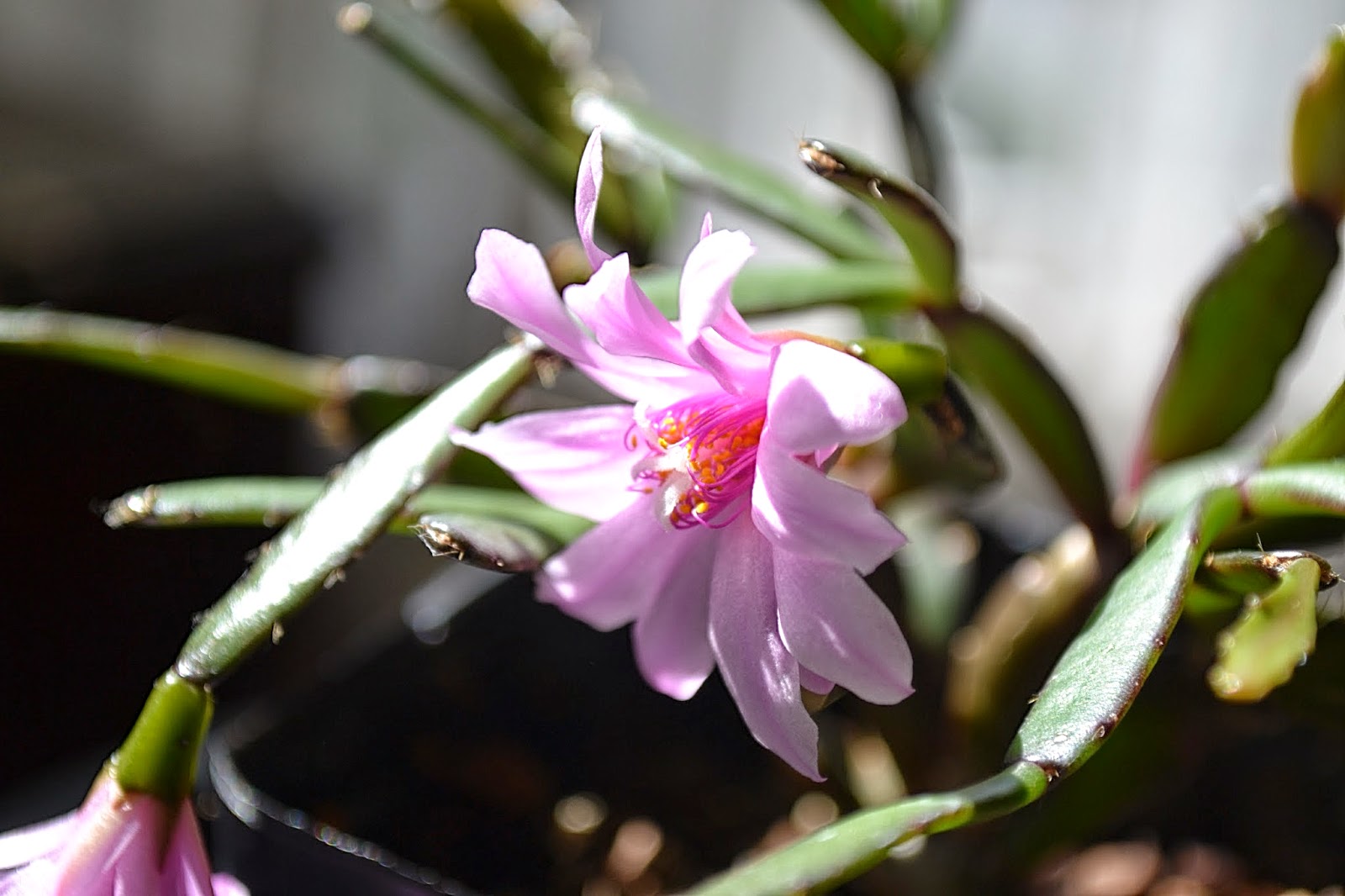 The outlaw gardener hatiora gaertneri i think is my favorite plant in the gardenthis week