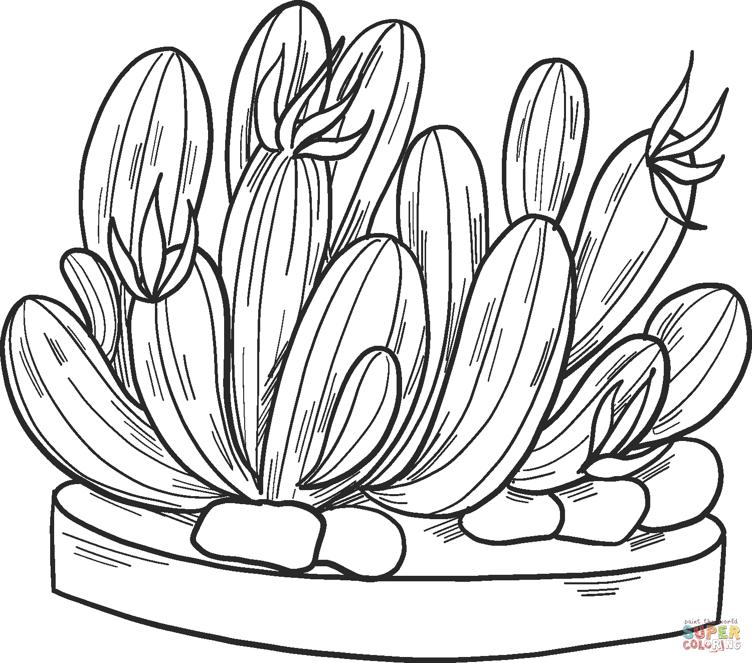 Cactus coloring pages